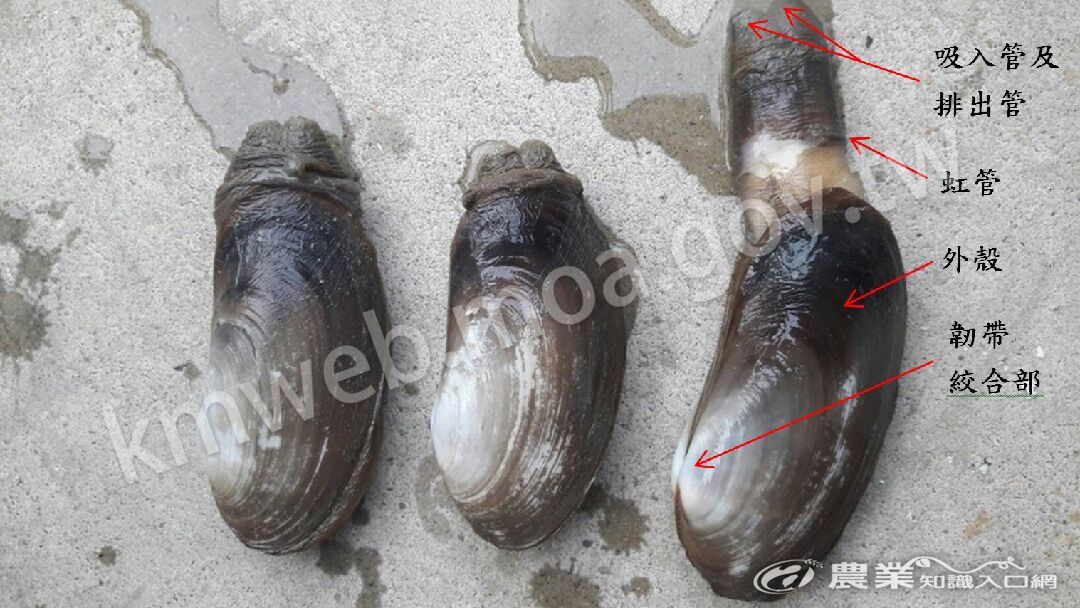 象拔蚌結構簡介 象拔蚌結構簡介