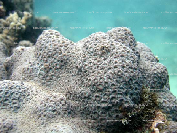 正菊珊瑚 Favia favus