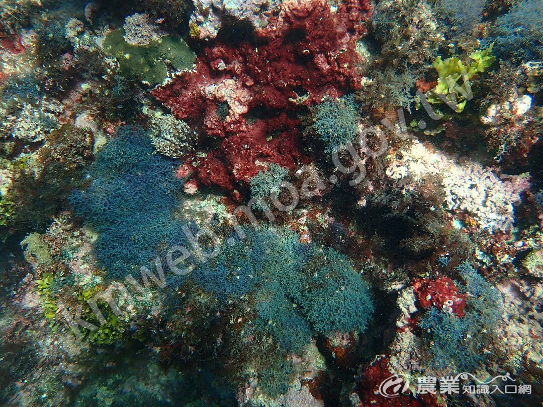 巢沙菜以覆蓋基質的方式交結成藻團，能有效穩定底質，並為小型海洋生物提供庇護與覓食的微棲地