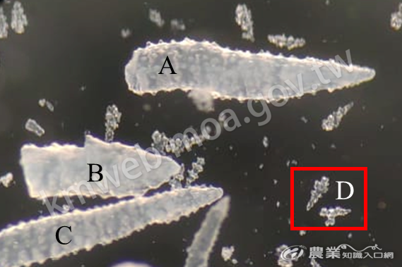 柔軟珊瑚冠部中四種不同型態的骨針