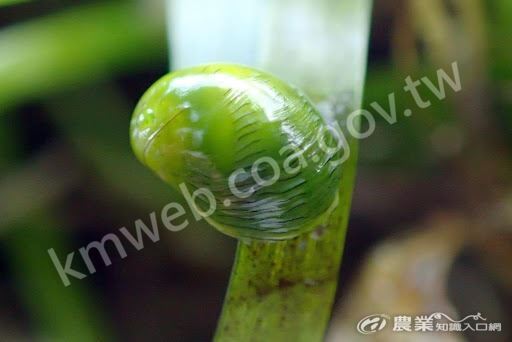 翡翠蜑螺具有翡翠般的亮麗色澤，彷彿海中的綠寶石