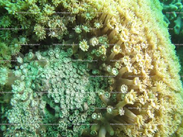 大管孔珊瑚 Goniopora djiboutiensis