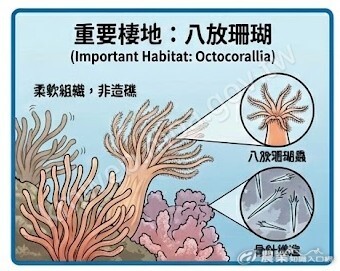 重要棲地-八放珊瑚