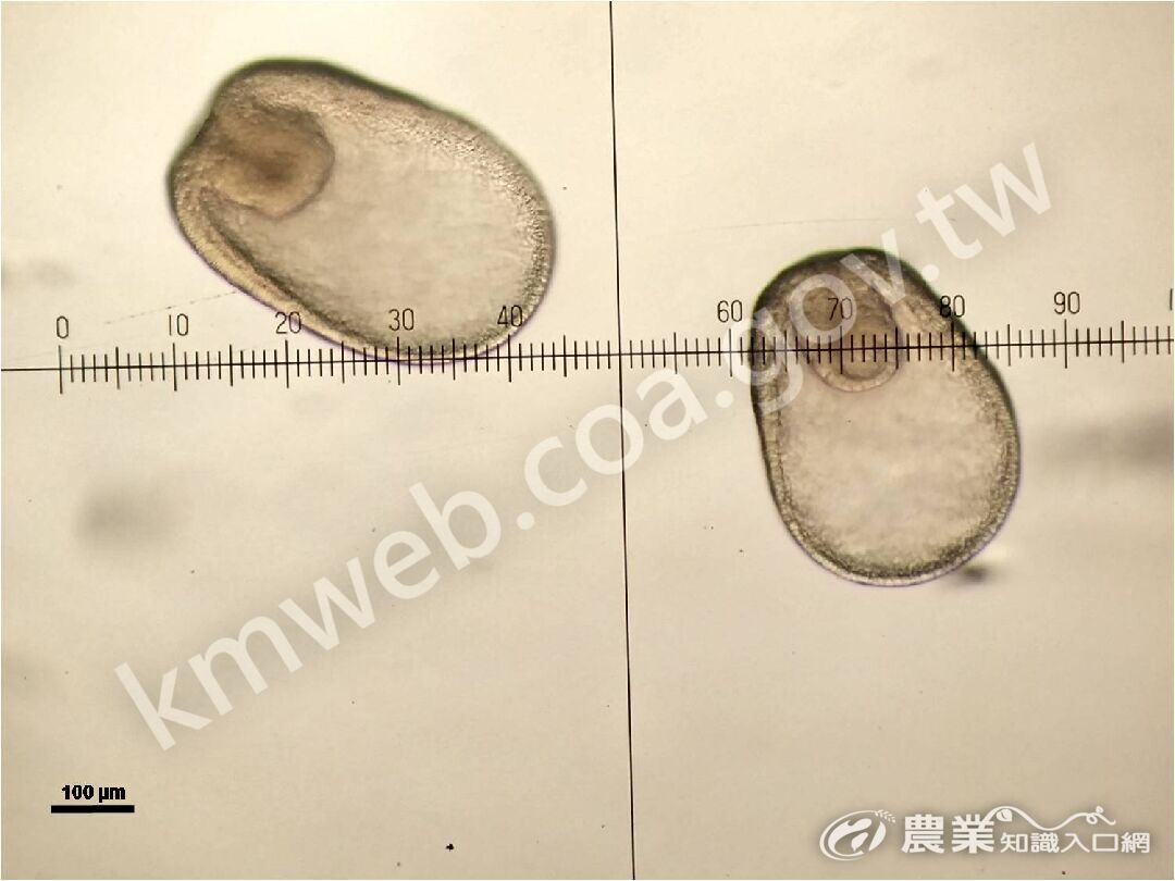 飛白楓海星原腸胚