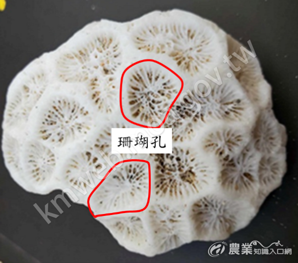 菊珊瑚死亡後留下的碳酸鈣骨骼，一個珊瑚孔就是一隻珊瑚蟲