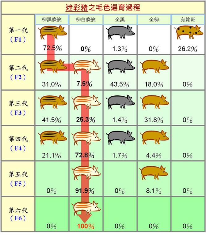 迷彩豬毛色選育過程