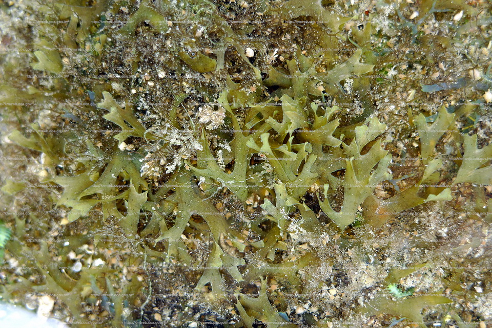 雙叉網地藻