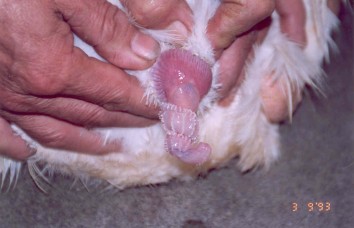 種鵝飼養管理與產期調節