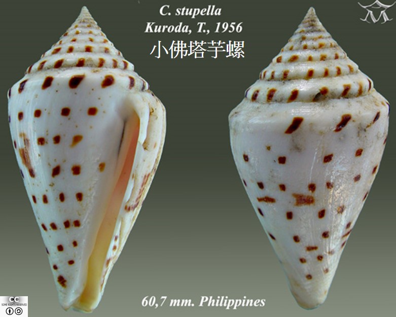 Conus_stupa_2