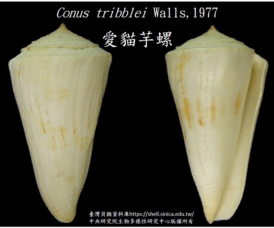 愛貓芋螺3
