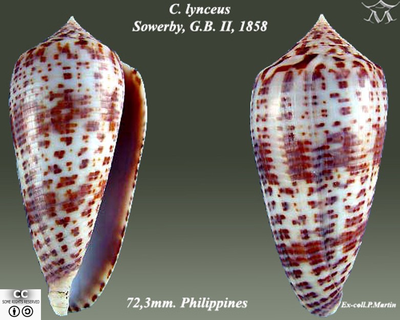 Conus_lynceus