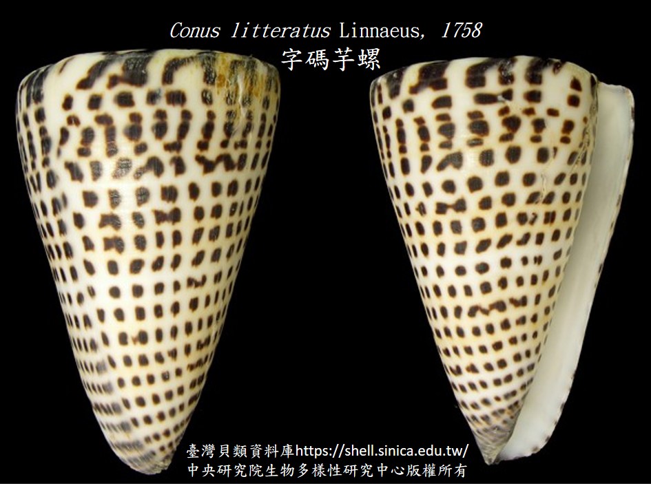 Conus_litteratus