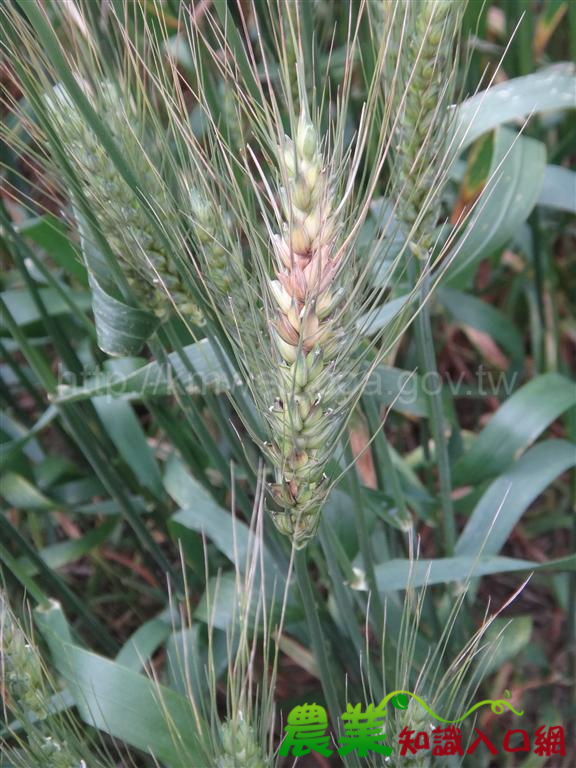 小麥赤黴病 (Wheat Fusarium head blight)