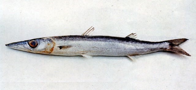 尖鰭金梭魚