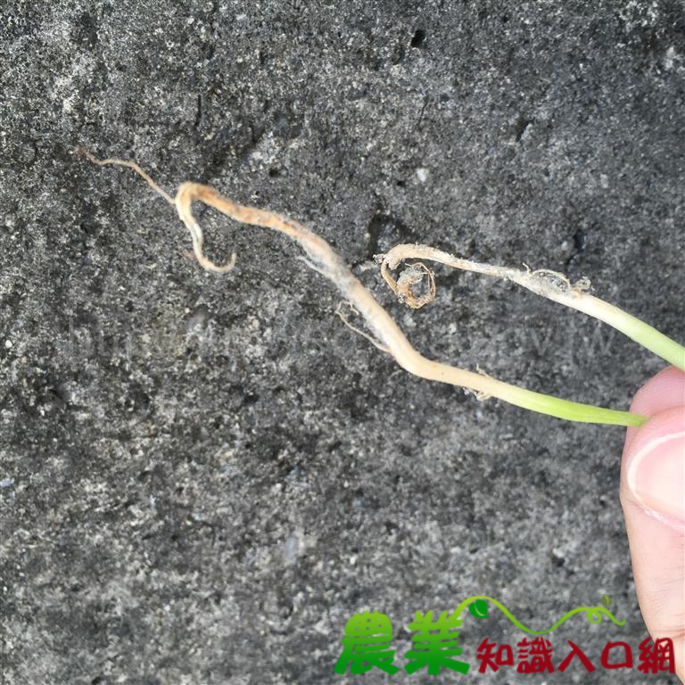 颱風豪雨後,高屏地區紅豆栽培期請注意根腐病防治