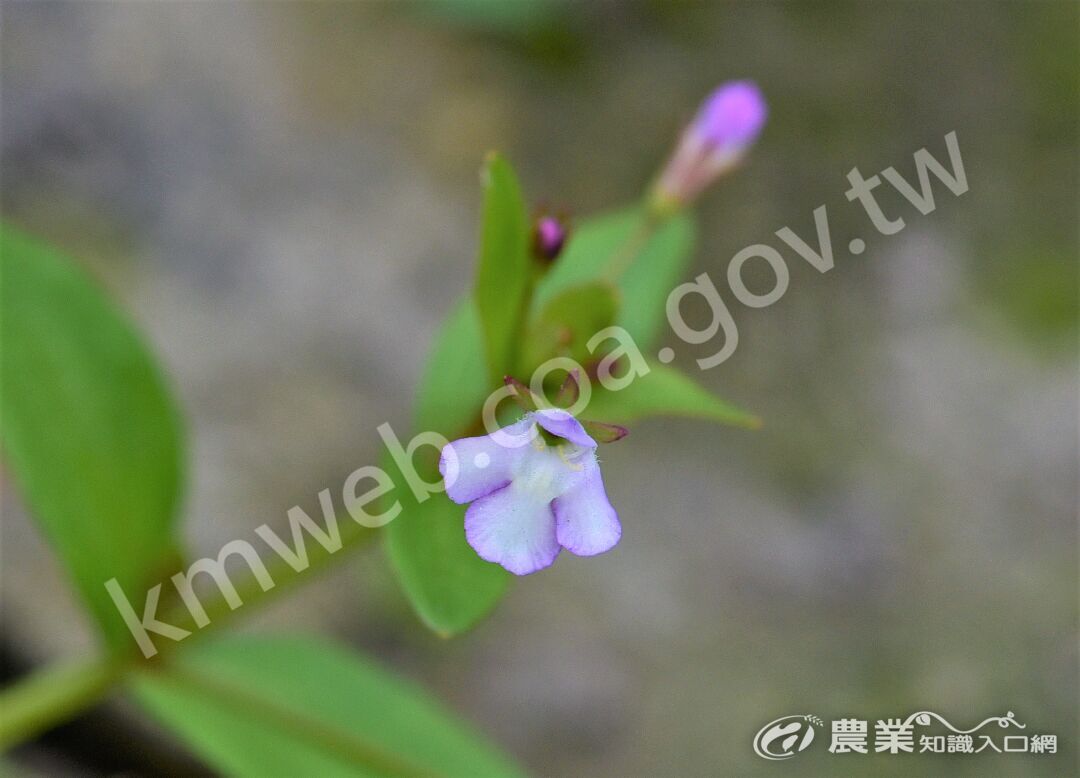 D75_6256陌上草花冠白色帶粉紅