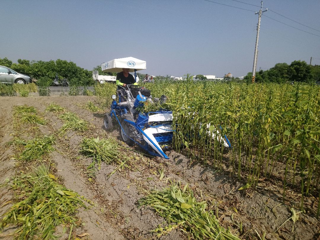 10條播胡麻機械割捆試驗