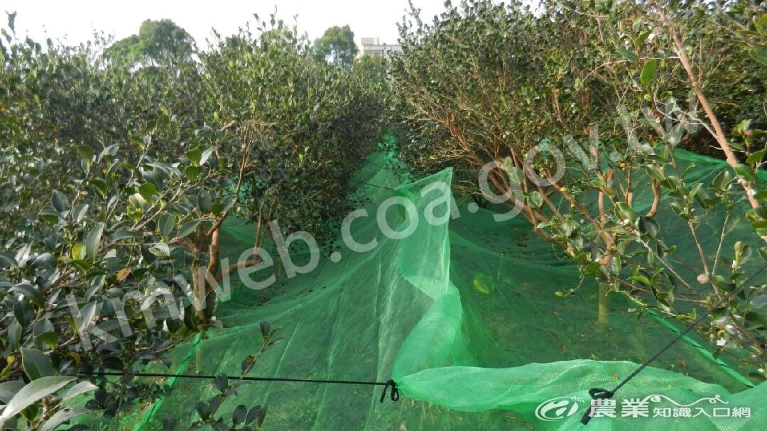 油茶樹下可以布置尼龍網採收果實