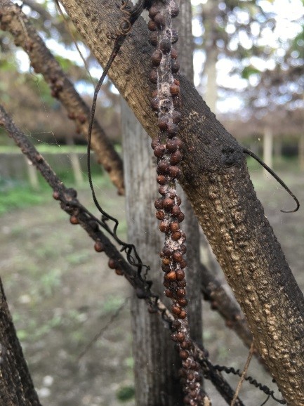 圖3_咖啡硬介殼蟲聚於木虌果藤蔓上吸食汁液，嚴重時造成枯萎。