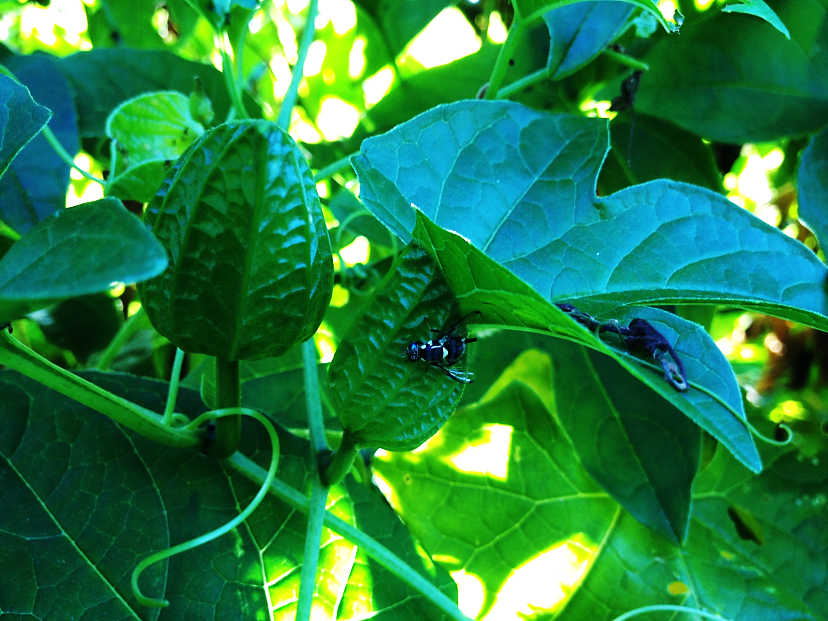 圖7_細帶實蠅雌成蟲停棲於木虌果花上。