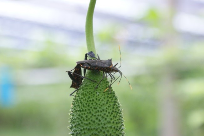 圖10_葉足緣椿象以口器取食木虌果幼果。