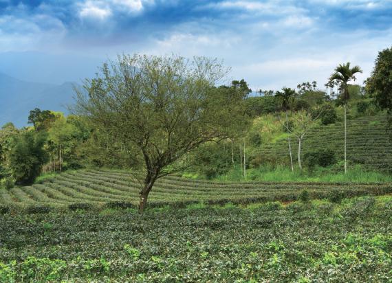 瑞穗有機農場禪耕愛地球 鶴岡紅茶風雲再起