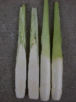 2012南投美人腿節，熱情邀請您