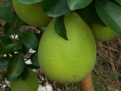 飽滿札實的文旦柚