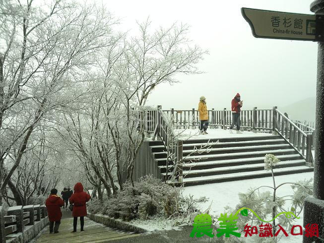 冷氣團發威 太平山下雪了