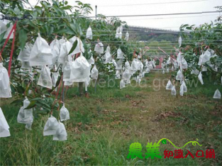 梅雨鋒面將到,高雄場籲請農友加強作物防範措施