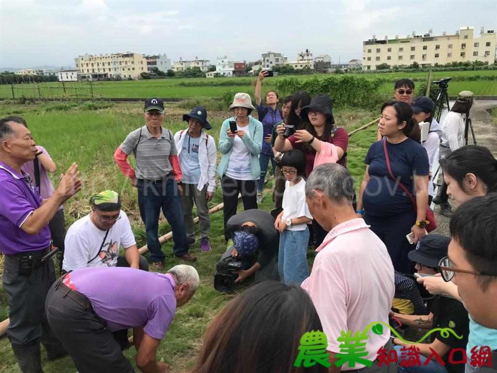 霧峰地區友善稻田人工棲架遍地開花 成功吸引黑翅鳶棲息及繁衍