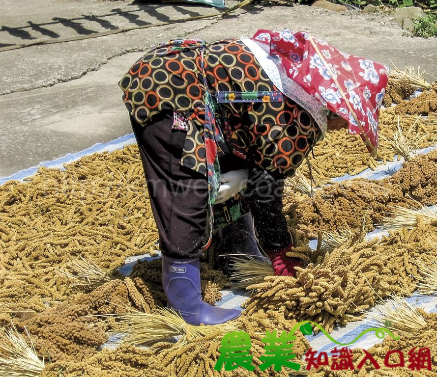 共耕共享，為山區農業開新路　嘉義縣阿里山鄉雜糧產銷班第2 班