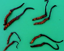 鄉間小路--冬蟲夏草的選購及簡易食譜