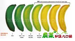 香蕉頭尾綠為自然轉色 與致癌無關