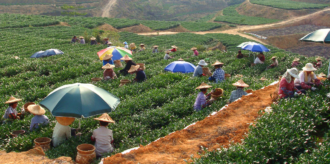 臺灣烏龍茶的茶樹品種