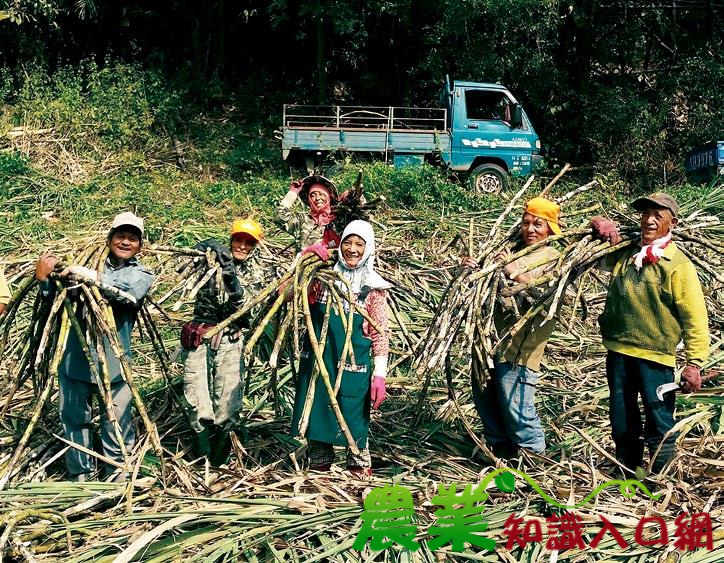 復育香米，在自己的土地上站起來