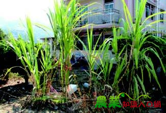 食在厲害:甘蔗原素─ 預防心血管疾病