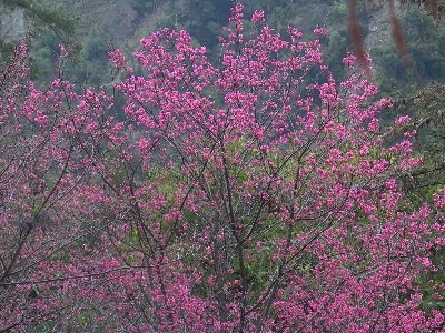 大雪山　紅艷櫻花朵朵開