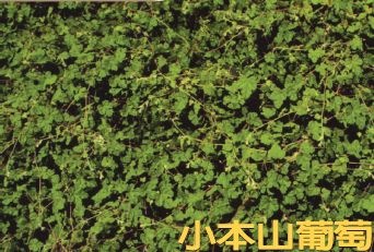 小本山葡萄與紫背草