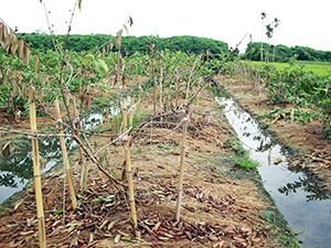 番石榴淹水逆境及病害併發情形