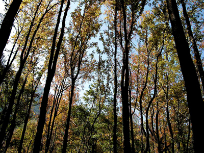 台灣生態資訊管理經驗　居亞太領導地位