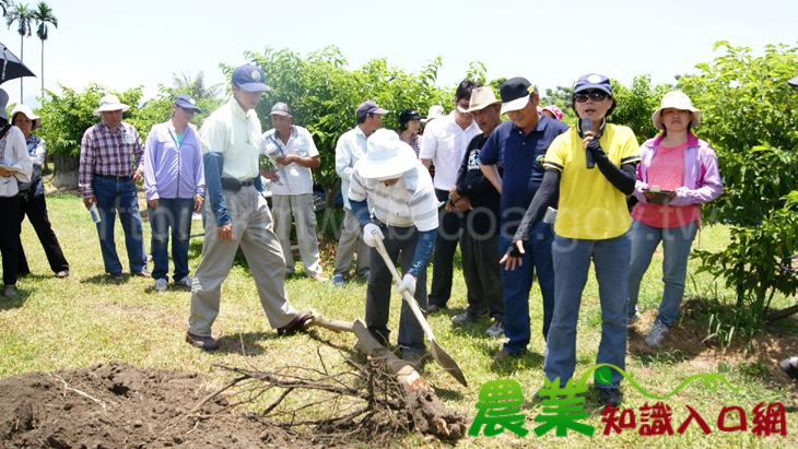 臺東場舉辦「番荔枝健康管理－立枯型病株處理及安全用藥示範觀摩會」