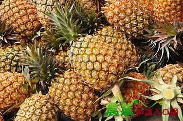 鳳梨酸甜好滋味 健康消暑好運來!