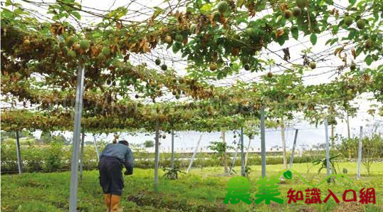 尋找臺東有機栽培之蹤跡 鹿野老王有機農場