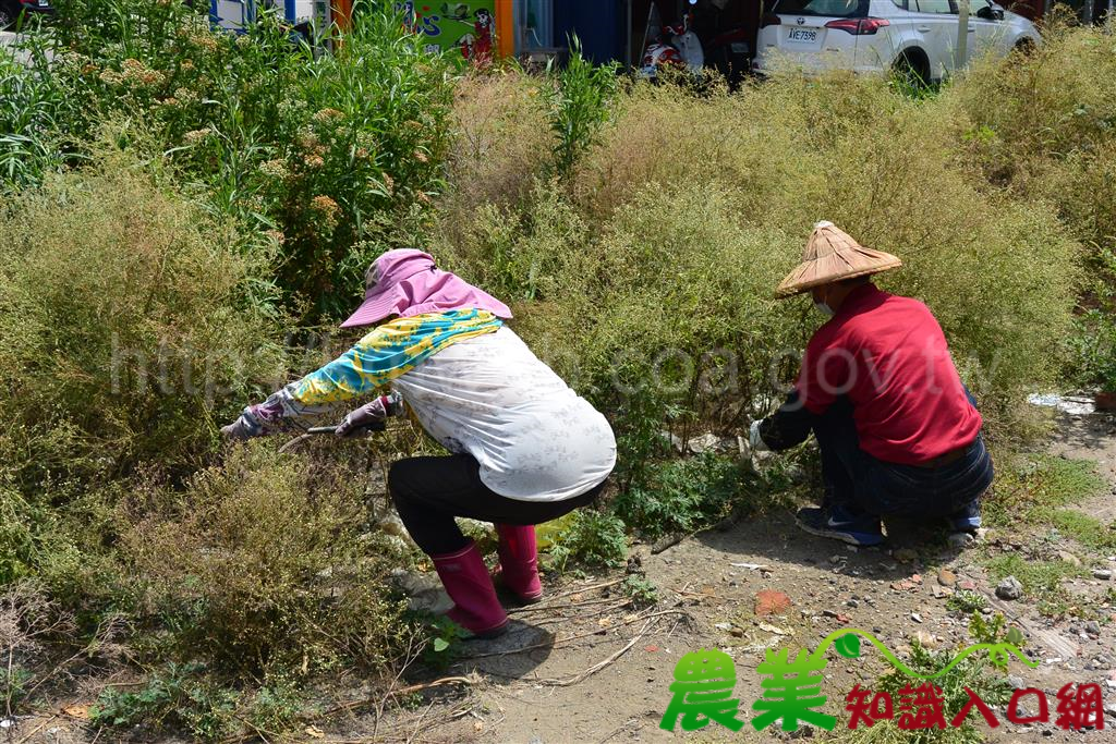 端午將至 銀膠菊、艾草別傻傻分不清
