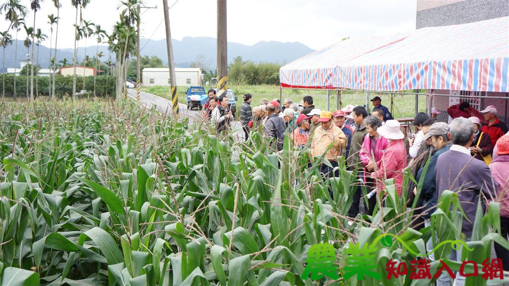 秋作硬質玉米長壯壯 吃飽不如吃巧