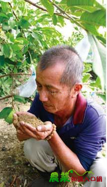 芭樂界的快樂帝王-高雄市大社區果樹產銷班第9班