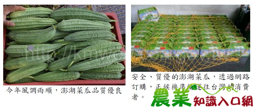 菊島在地生產安全質優農產品澎湖菜瓜農藥殘留零檢出