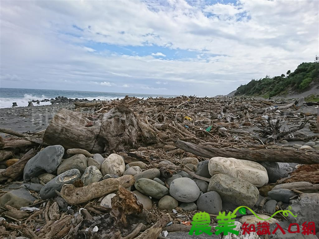 漂流木公告10/15日開放撿拾