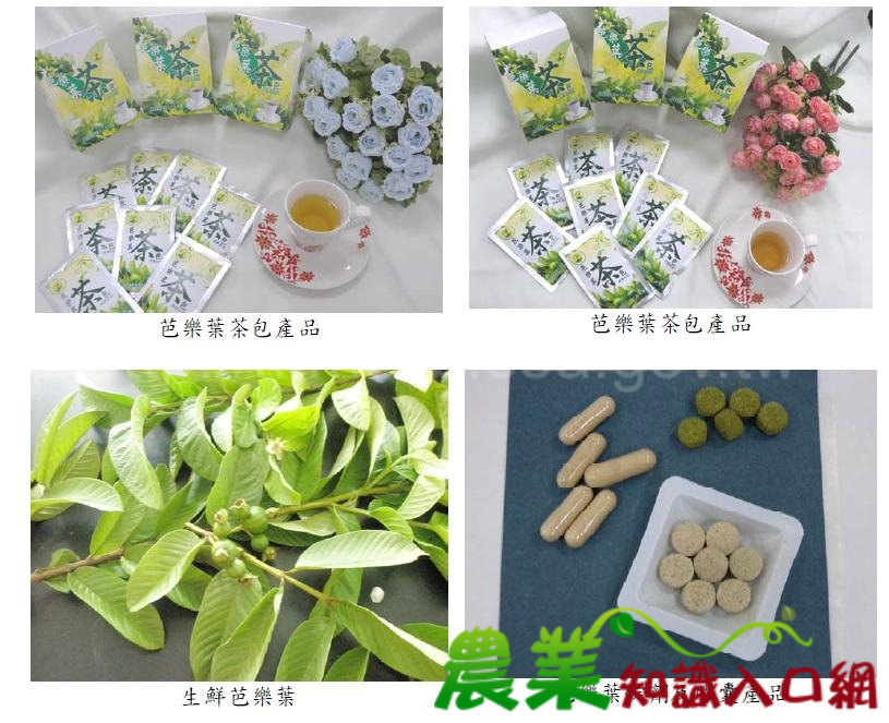 果樹加值利用 芭樂葉變成保健聖品